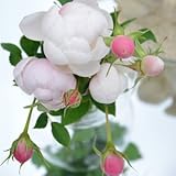 バラ苗 ラパン 国産大苗オリジナル角鉢6号 四季咲き中輪 ピンク系　ロサ オリエンティス