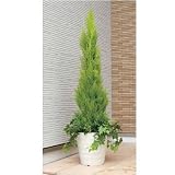 人工植物　ガーデニング 394A300 ゴールドクレスト　1.4 約 幅55×奥行55×高さ140cm