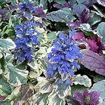 Amazon.co.jp: ハッピーガーデン 花苗 アジュガ ピンクシェル 1鉢 2.5