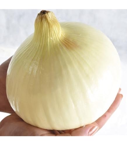 Amazon.co.jp: 玉ねぎ苗（早生）F1とくちゃん 1000本 / 国華園 25年秋