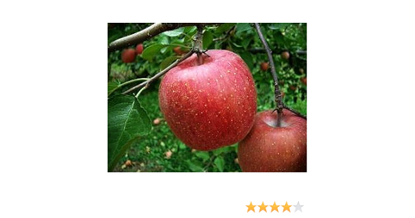 Amazon 減農薬栽培 木で完熟のりんご 味自慢のふじ 5kg 味自慢のふじ 果物 通販