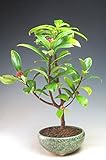 花芽付き！赤花沈丁花（ジンチョウゲ）の鉢植え　2018早春開花予定