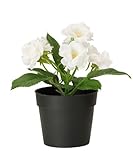 Ikea Fejka Artificial Potted Plant Small White Rose Plant 7" Tall 3 1/2 Pot Diameter by Ikea [並行輸入品]