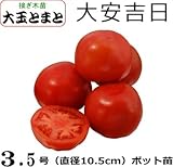 接ぎ木大玉トマト　大安吉日　直径9cmポット苗３ポットセット