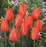 チューリップ　ダーウィオレンジ　５球入