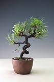 ミニ盆栽　黒松【現品】