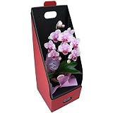 ミニ胡蝶蘭 ギフト 2WAYテーブルボックス入り 1本立 ピンク／ラッピング＆メッセージ無料花のプレゼント 生花 鉢植え 開店祝いに 母の日 父の日 敬老の日 おじいちゃん おばあちゃん (ピンク２)