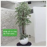 Funderful 人工観葉植物 光触媒 ミニホワイトフィカス 180cm