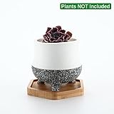 Rachel's Choice 8.9CM 陶器鉢 形状NO.1 かなえ模様 多肉植物、サボテン鉢 植木鉢 竹製トレイ付き