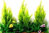 ゴールドクレストミックスフラワーウッドプランター【抗菌】【抗ウイルス】【消臭】【人工観葉植物】【屋外対応】ダイアモンド原料UDD触媒加工 wgs-15