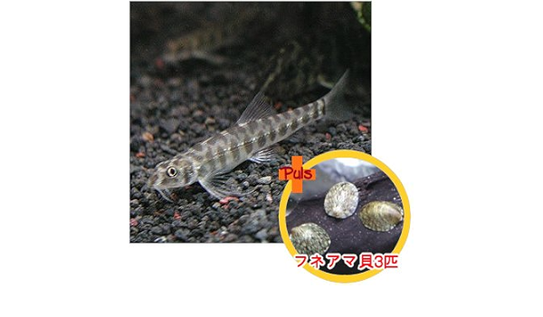 Amazon 熱帯魚 ポルカドットローチ2匹とフネアマ貝3匹のセット 北海道 九州 沖縄 離島は発送不可 生体 Aquarium ドリーム シアター 観賞魚 水中生物 通販