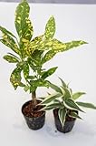 園芸農家から新鮮な苗を届けます。　ハイドロカルチャー苗　寄せ植えセット6Φ【広葉クロトン×サンデリー】　水だけで育つので育てやすいのが特徴