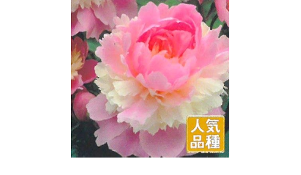 宿根草の咲く庭 西洋芍薬 ソルベット 大苗12cmポット 観葉植物 オンライン通販 宿根草の咲く庭 西洋芍薬 ソルベット 大苗12cmポット 観葉植物 オンライン通販