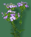 ナデシコ 生花 切り花 浜ナデシコなど5本