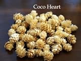 ~Coco Heart~　ミニツガ　ホワイト　約60個 　（木の実・ドライフラワー・クリスマス）