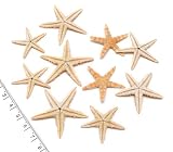 【小さな貝殻パーツ】ミニヒトデ8個入り Mサイズ