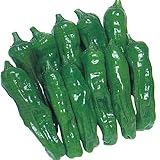 シシトウ 苗 高農 ししとう