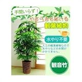 お手軽観葉植物（人工観葉植物） 観音竹