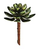 Fauxクリスマス多肉植物Echeveriaグリーン4.5インチ