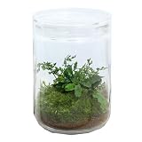 (観葉)苔Terrarium ブセファランドラ ガラスボトルL 説明書付 テラリウムキット 本州・四国限定[生体]