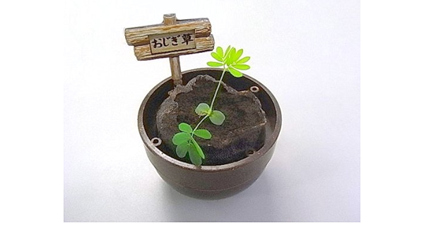 Amazon ガチャデニング カプセル栽培 プチガーデニング キット アソート Diy 工具 ガーデン