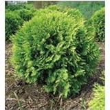 オンリーワン　植栽・個性派植物　ニオイヒバ・ゴールデングローブ　WP3-YSC01G6
