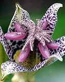 Tricyrtis hirta - Toad Lily - 20 seeds