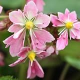 [ 大文字草 ] ちえみ