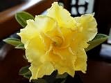 40 Fresh seedsアデニウム アラビカム オベスム 砂漠のバラ種子(40粒)塊根植物種子Adenium obesum Desert Roses seeds no173-DOUBLE-YELL