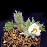 白花西洋オキナグサ