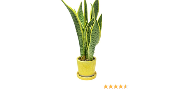 Amazon Co Jp エルフルール 観葉植物 サンスベリア イエロー陶器鉢 Diy 工具 ガーデン