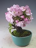 盆栽　桜　花芽付き！旭山桜のミニ盆栽 　2018春開花予定