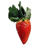 Firlar　イチゴ種子　果実の種子　鉢植えの家庭菜園用品　珍しい　ホワイトの花のイチゴ　100粒