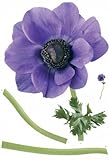 Brewster Plage PL160802 Peel & Stick Purple Windflower European Wall Decals [並行輸入品]