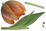 Brewster Plage PL160816 Peel & Stick Orange Tulip European Wall Decals [並行輸入品]