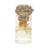 cacti aqua カクティアクア 水だけで育てるサボテン 水栽培 (cacti aqua)