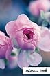 Address Book.: (Flower Edition Vol. E41)Pink Flower Design Glossy and Soft Cover, Large Print, Font, 6 X 9 for Contacts, Addresses, Phone Numbers, Emails, Birthday and More.