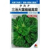 葉菜類 種 三池大葉縮緬高菜 小袋（約8ml）