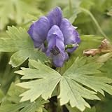 オオサワトリカブト