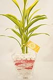 在庫限り!!!!　【土を使っていないから害虫の心配もなく衛生的！お部屋のインテリアにぴったり。赤とピンクの砂がおしゃれです。】　ハイドロカルチャー　観葉植物　カラーペット　ガラス製フラワーベースＬ　白