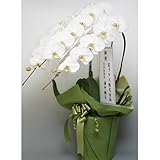翌日配達お花屋さん お供え・法事・葬式 ビジネス・お供え用コチョーラン鉢植え（胡蝶蘭3?5本立・カード付き）花の配達便!・お葬式・法事に！【届日指定可能】
