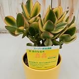 sd新 金のなる木 斑入り金のなる木 鉢も黄色で金運アップ? (多肉植物・ミニ観葉植物)