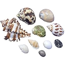 Amazon | charm(チャーム) 貝殻 やどかりの貝殻 ミックスサイズ