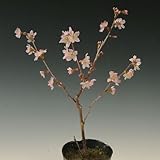 苗：啓翁桜(けいおうさくら)