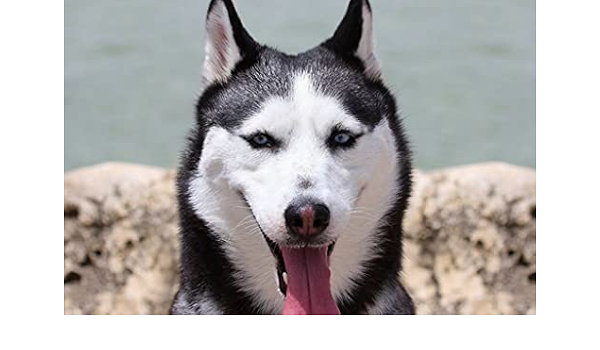 Amazon Co Jp A3 ポスター ハスキーマズル犬かわいい 壁紙ウォールステッカーポスター A3 4x297mm Generic