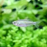 Amazon 熱帯魚 ブラックエンペラー テトラ ５匹 北海道 九州航空便要保温 Charm チャーム 観賞魚 水中生物 通販