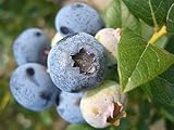 ブルーベリー 苗 ミスティー サザンハイブッシュ系2年生苗 blueberry