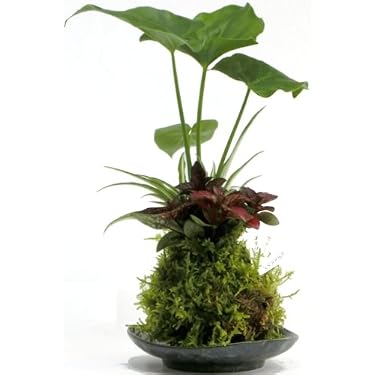 盆栽鉢 、植木鉢、名工丸山堂（松本重信）南蛮風真焼 狸面形絞出、急須の蓋、平鉢 Amazon.co.jp 売れ筋ランキング: undefined の中で最も人気のある商品です