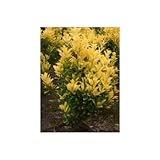 黄金マサキ 8号バック