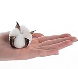 工場直接クラフトパッケージ12の天然コットンBollポッド